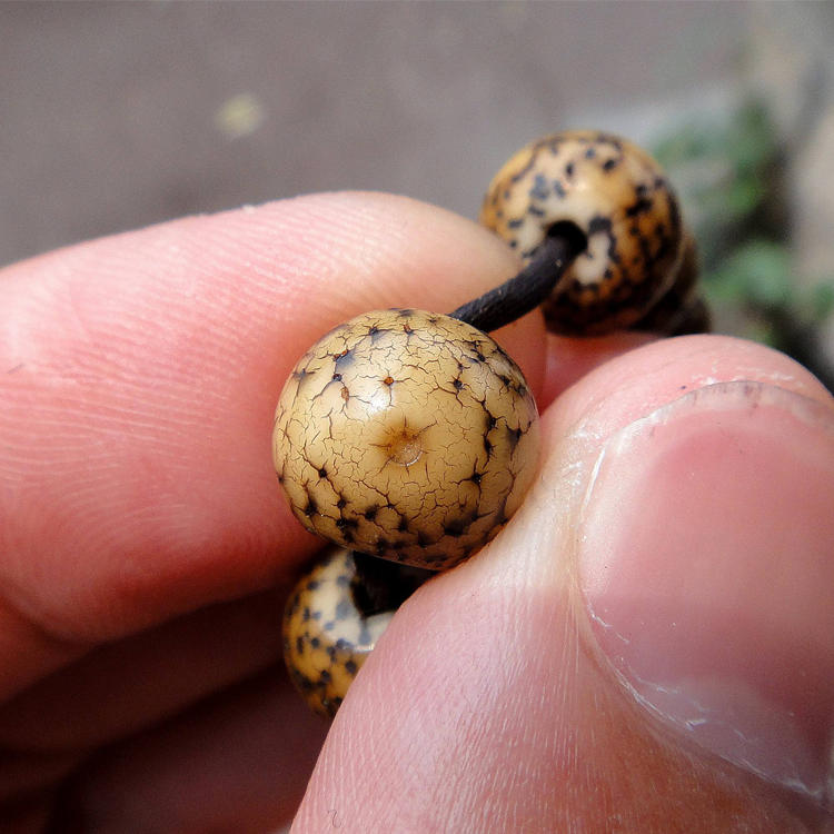 比较靠谱的星月菩提,星月菩提这4个常见误区害人不浅