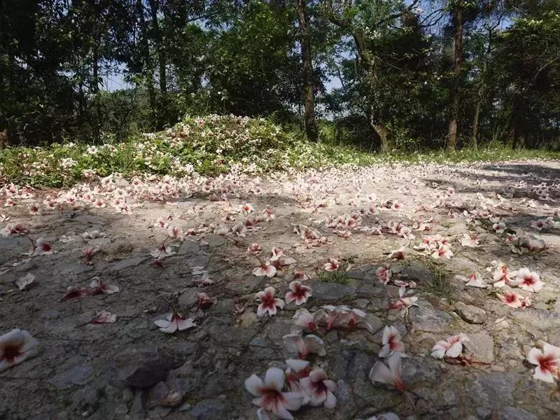 再过2天！仁寿森林音乐节来了，桐子花开满山头，粉白若雪！