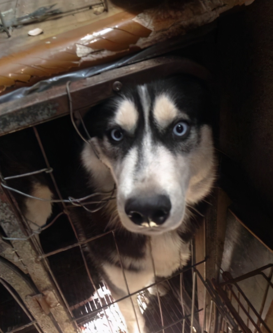 怎么养哈士奇才能让它乖一点,怎么养哈士奇不会咬人