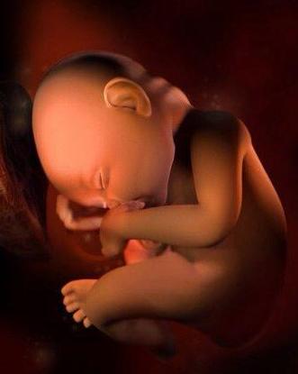 3d演示胎儿发育全过程,胚胎发育全过程3d演示