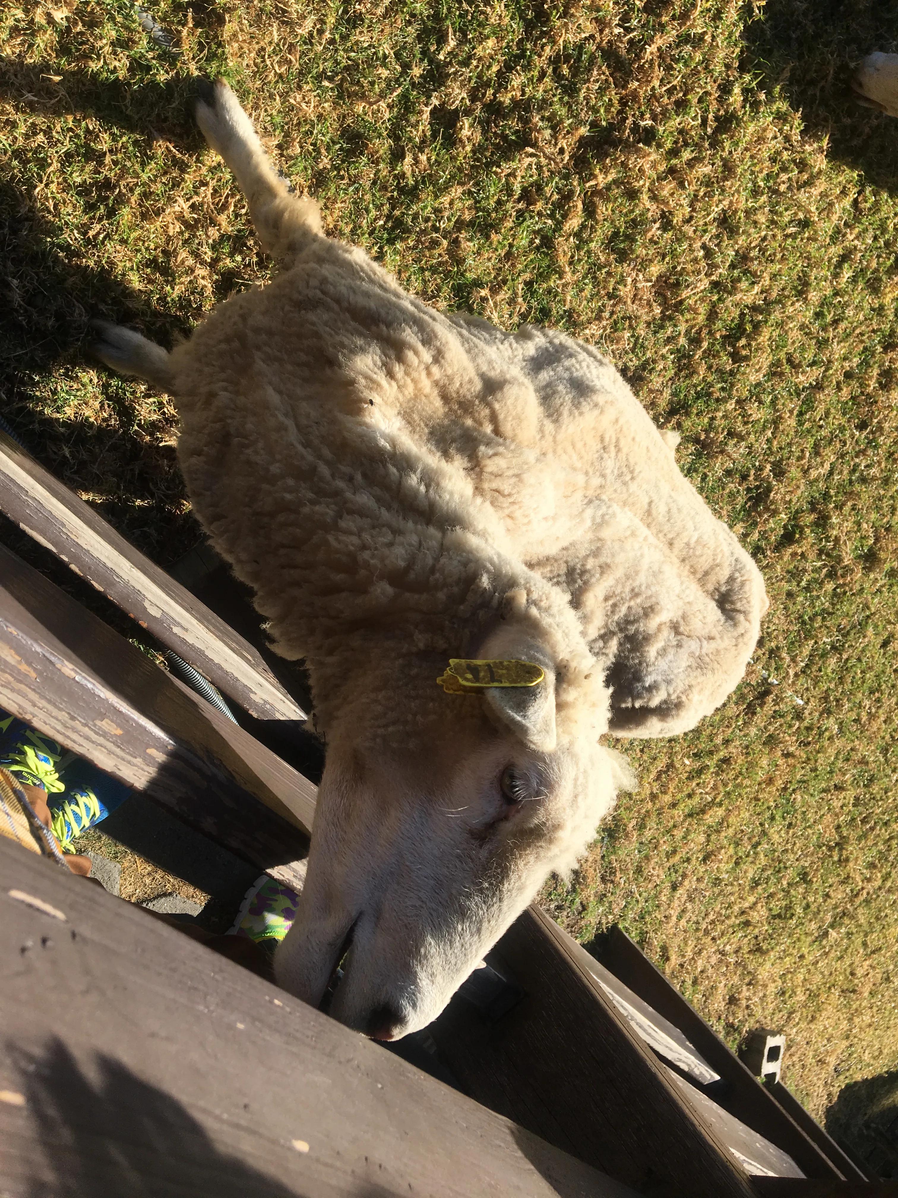 台湾篇之清境农场的樱花