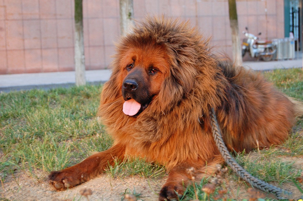 家里养了六只猛犬,家里养两条猛犬看家