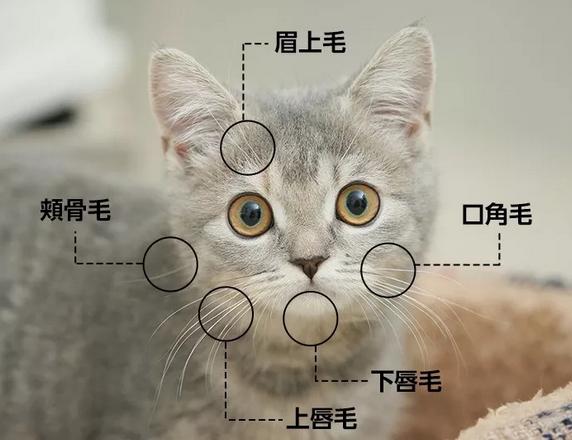 猫咪的胡须原来这么重要,猫咪胡须对猫有什么影响