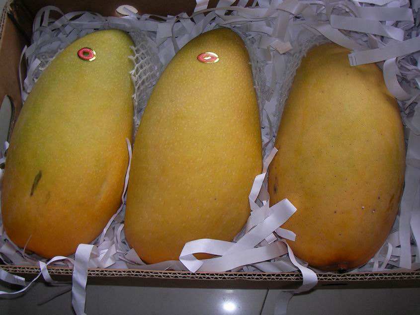 芒果买回来怎么放不熟,芒果买来以后怎么熟得更快