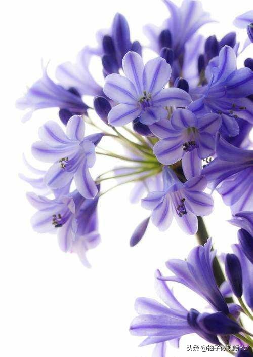 大智若愚的人生感悟句子,大智若愚的智慧名言