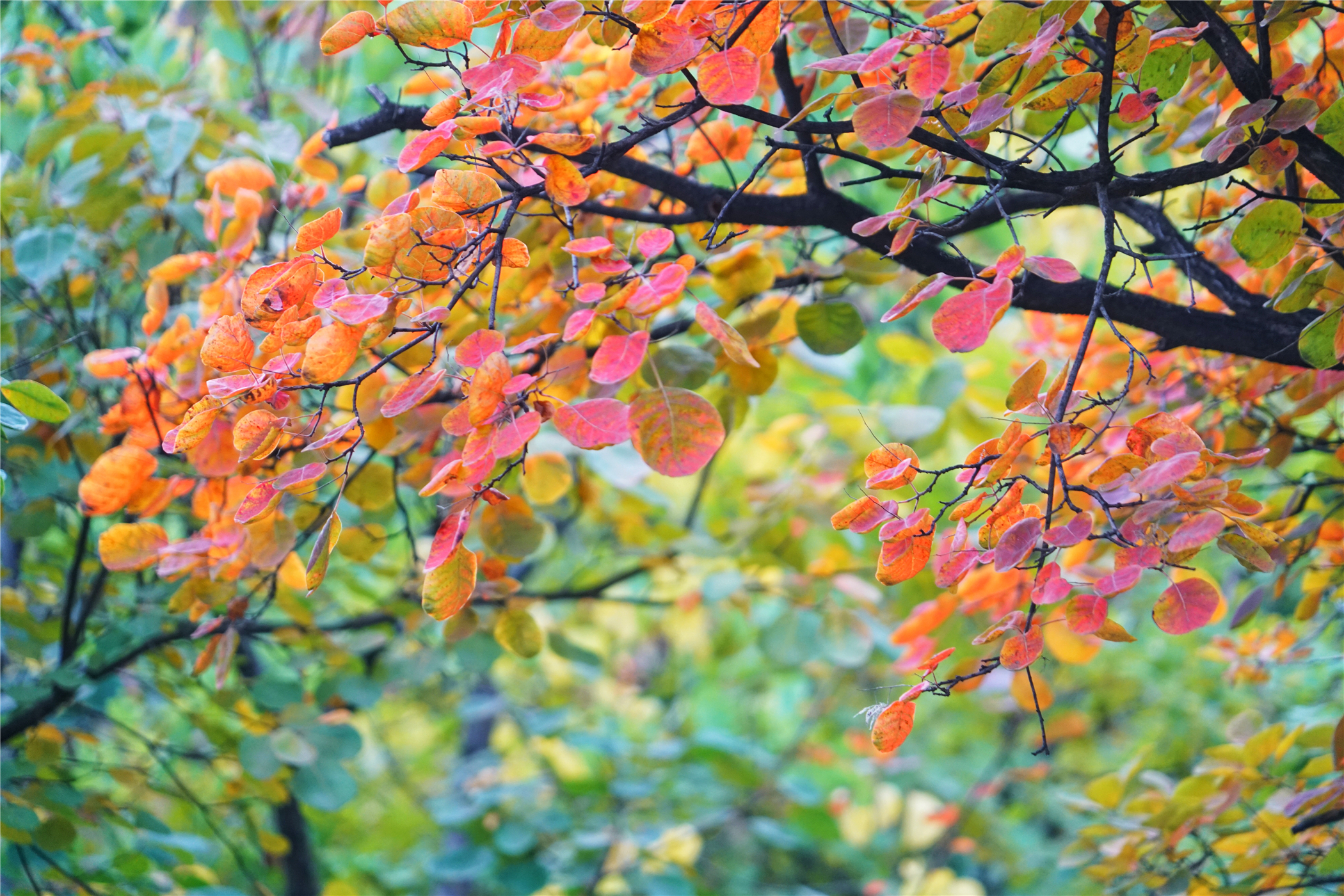 赏红叶最佳目的地,房山坡峰岭红叶最佳观赏