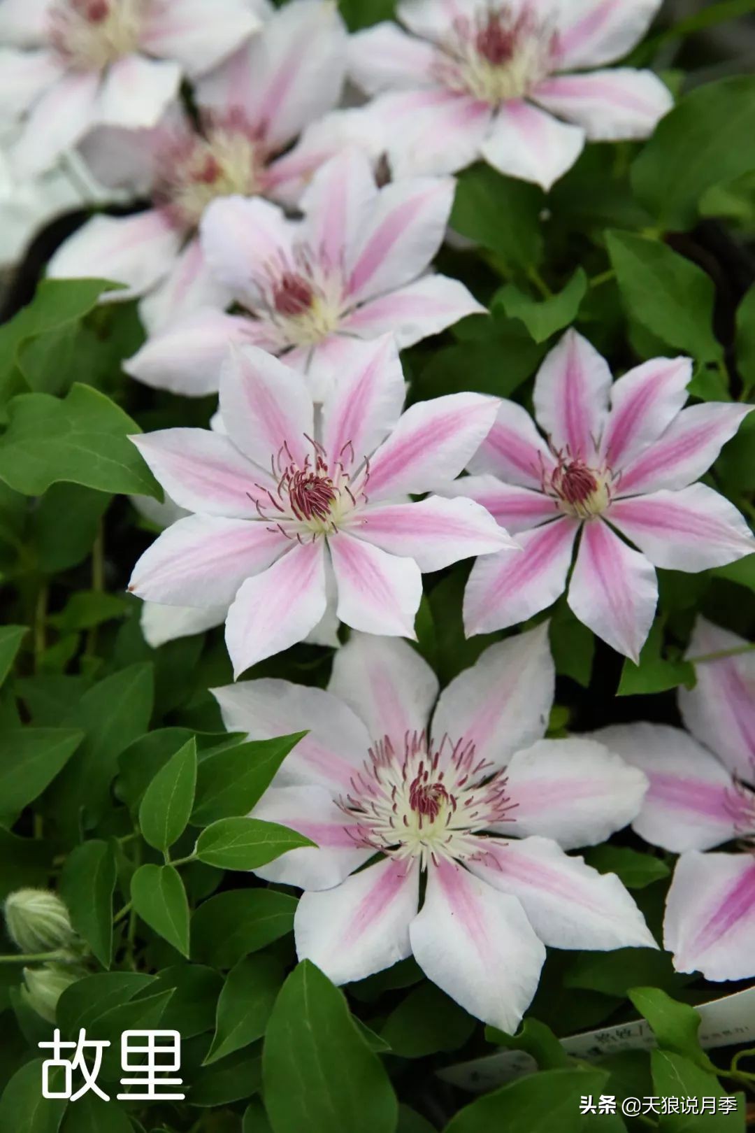 10元3棵铁线莲苗多色,铁线莲苗圃视频