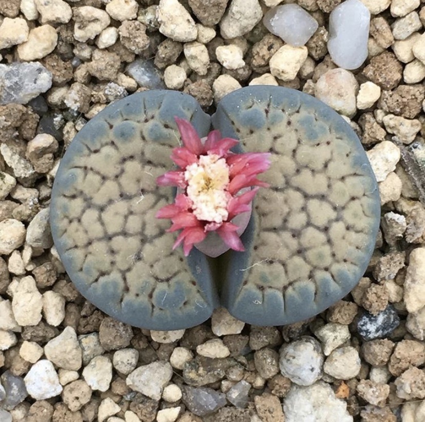 生石花怎么防止化水,生石花僵苗和休眠怎么判断