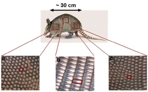 老哥朝他连开三枪，却被反弹的*弹子**击伤，犰狳是何种魔幻生物？