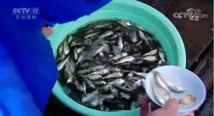 年过花甲,他重回“鬼门关”,抓出上亿黄金财