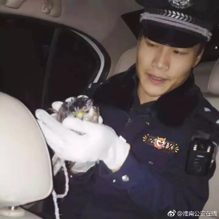 还没看《神奇动物在哪里》?没关系,你错过的神奇动物都在这里