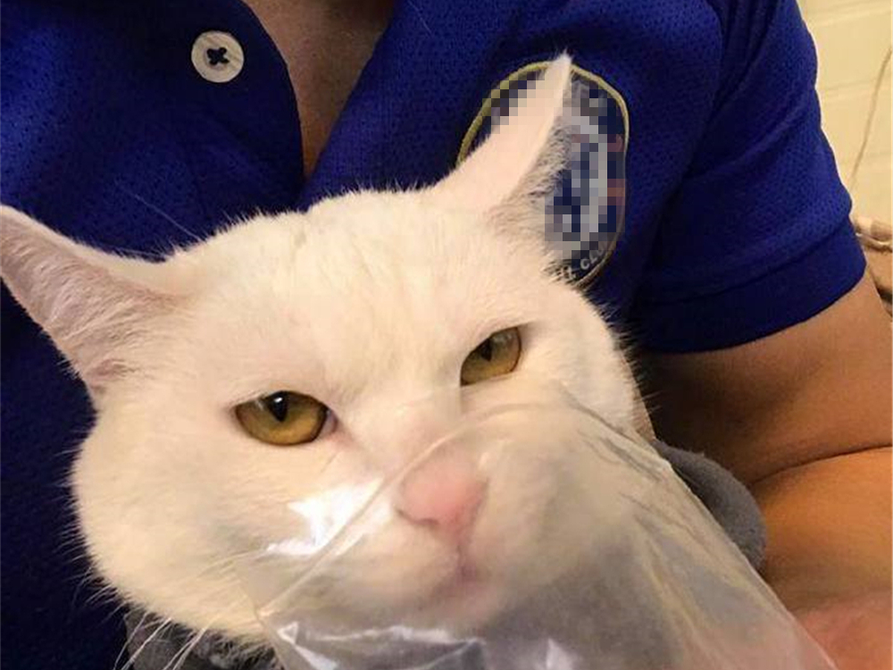 猫咪吸猫薄荷后性情大变,猫咪吸猫薄荷名场面