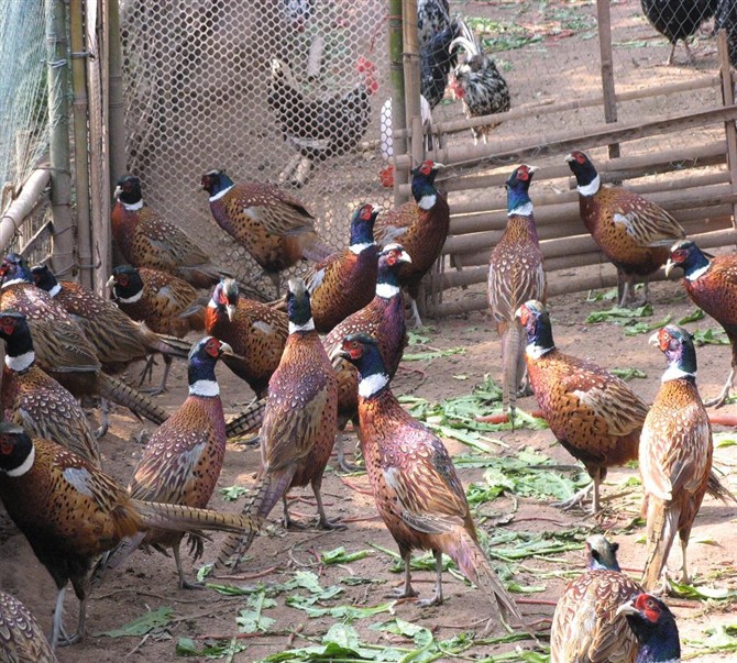 山鸡的饲养技术,跑山鸡的饲养与管理技术