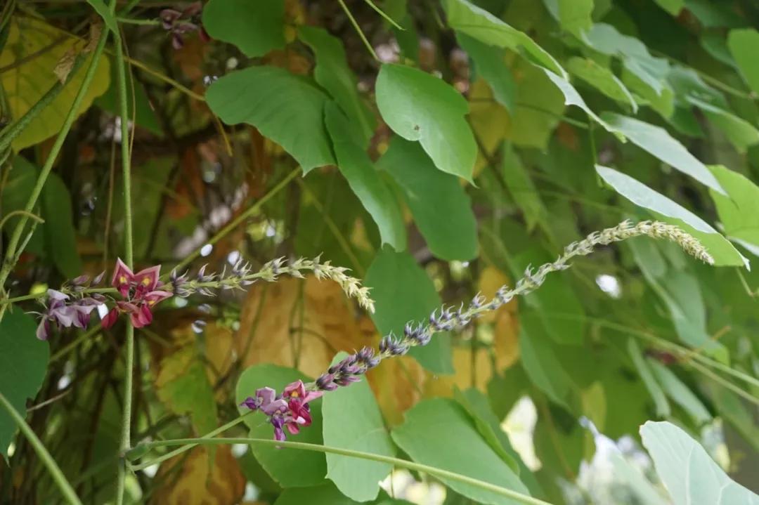 冬天常见中药植物图片及功效,花期长的草本植物图片