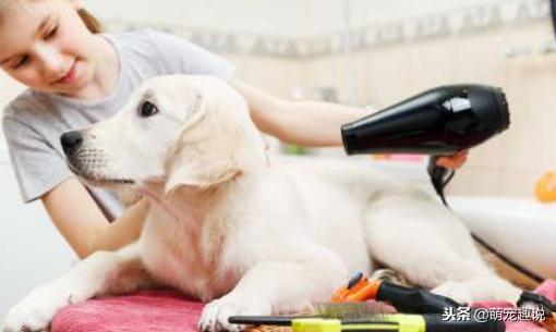 在家怎么给狗狗洗澡狗狗不愿意洗,狗狗不能经常洗澡怎么办