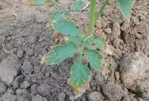 鸡粪牛粪羊粪肥的区别,鸡粪羊粪牛粪哪种当肥料好