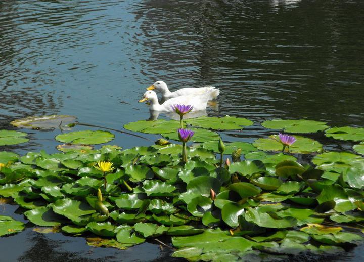 夜读|放鸭田野上，志在云天外