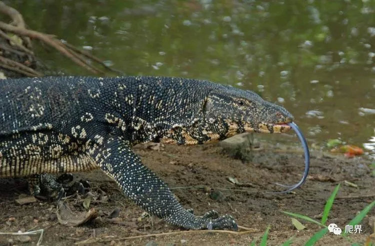 滴血的皮革奢饰品原料解密