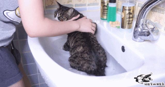 给猫洗澡沐浴露没冲干净怎么办,没有专门的沐浴露怎么给猫洗澡