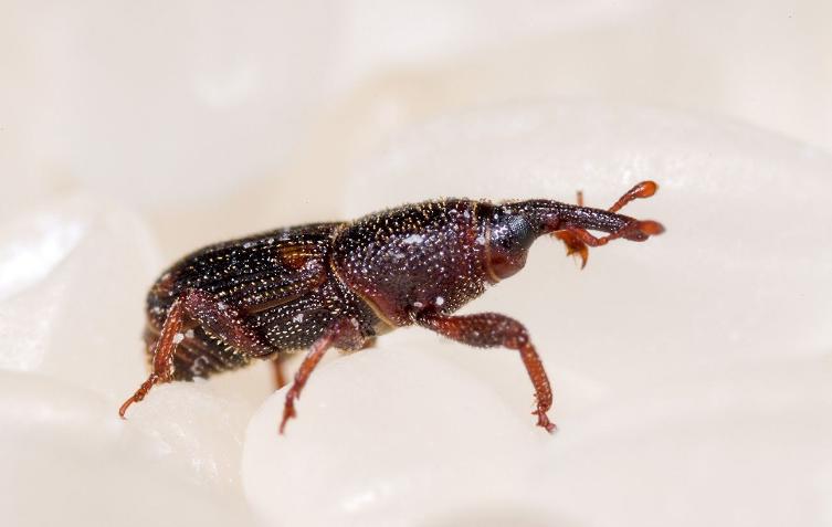 大米生虫子飞蛾处理小诀窍,怎么样预防大米生虫