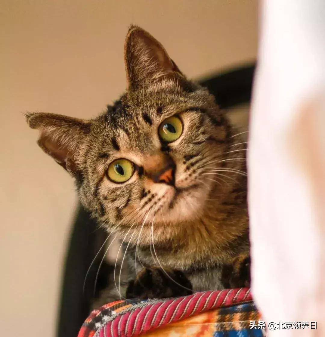 喵星人第二季,喵星人第2季免费观看