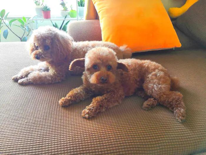 流浪的小泰迪,流浪泰迪犬的故事