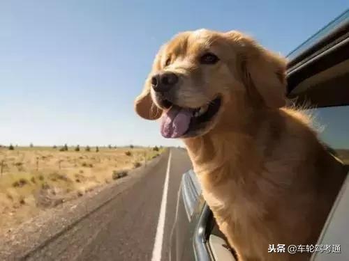 宠物狗托运到家要注意什么,狗狗出行乘坐交通工具注意事项