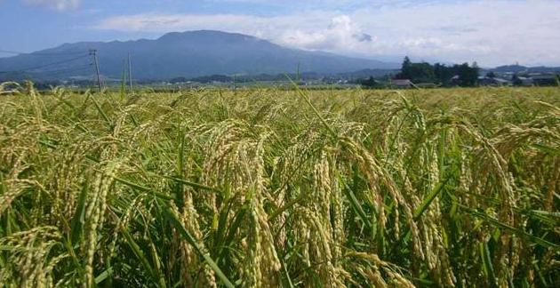 去日本怎么喝清酒,日本清酒之旅