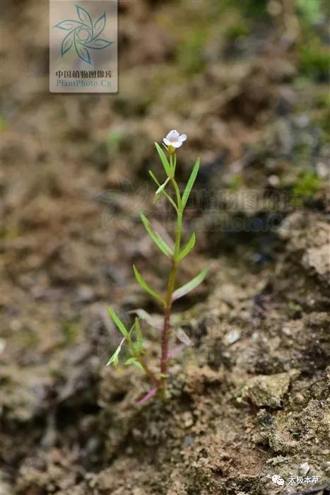 蛇舌草枳壳鸡内金,蛇舌草可治哪些病