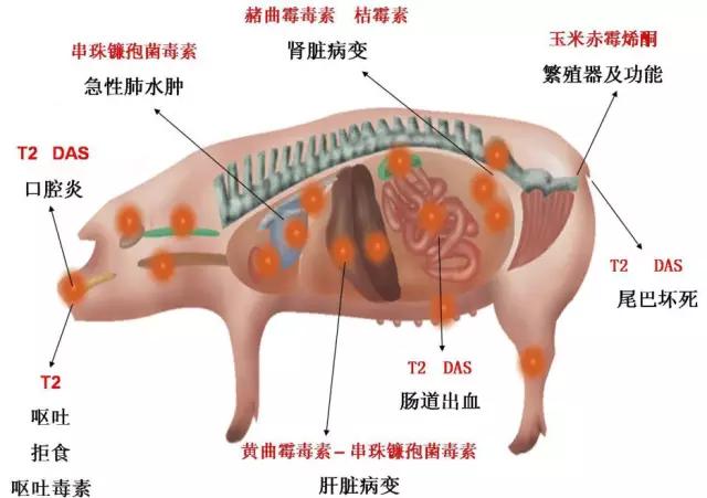 不要这样喂母猪，否则可能影响到它们的正常发情
