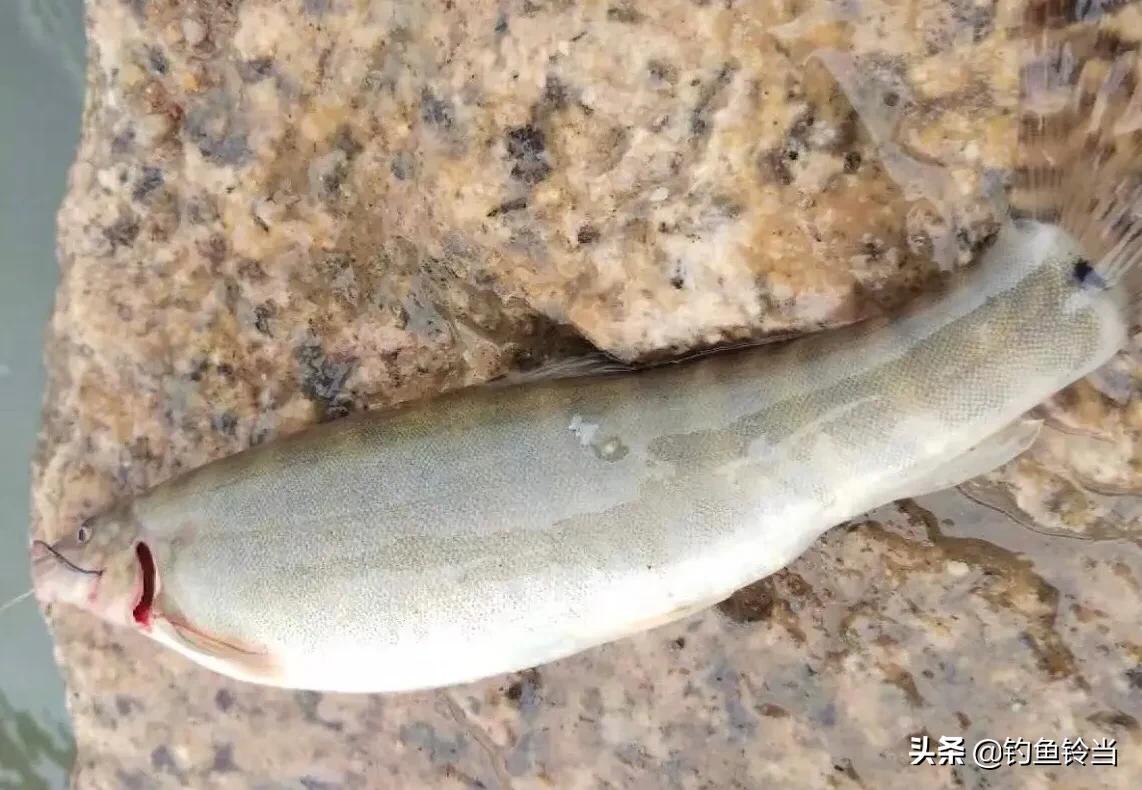 钓到一条怪鱼的视频,钓到一条怪鱼的图片
