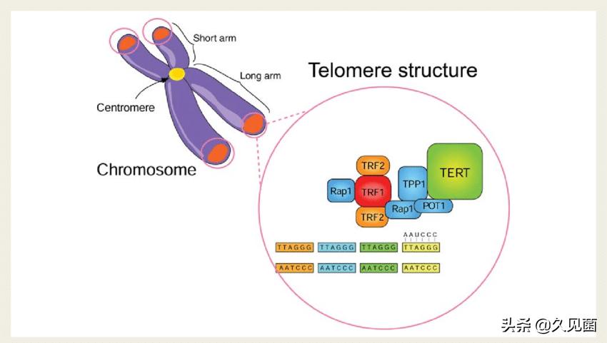 为什么说龙虾可以实现永生,龙虾理论上是能永生的