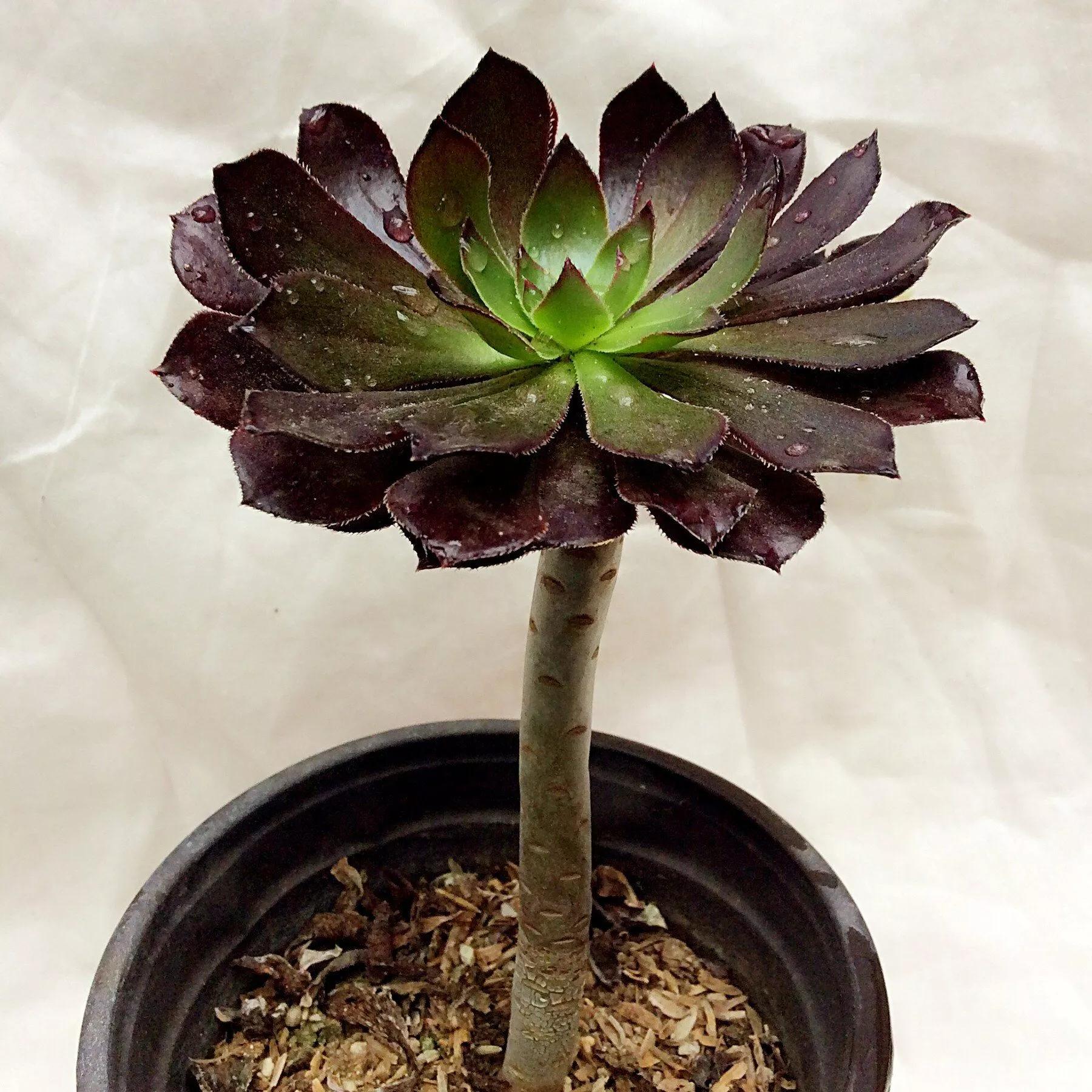 养越久越值钱的植物,养个潜力股