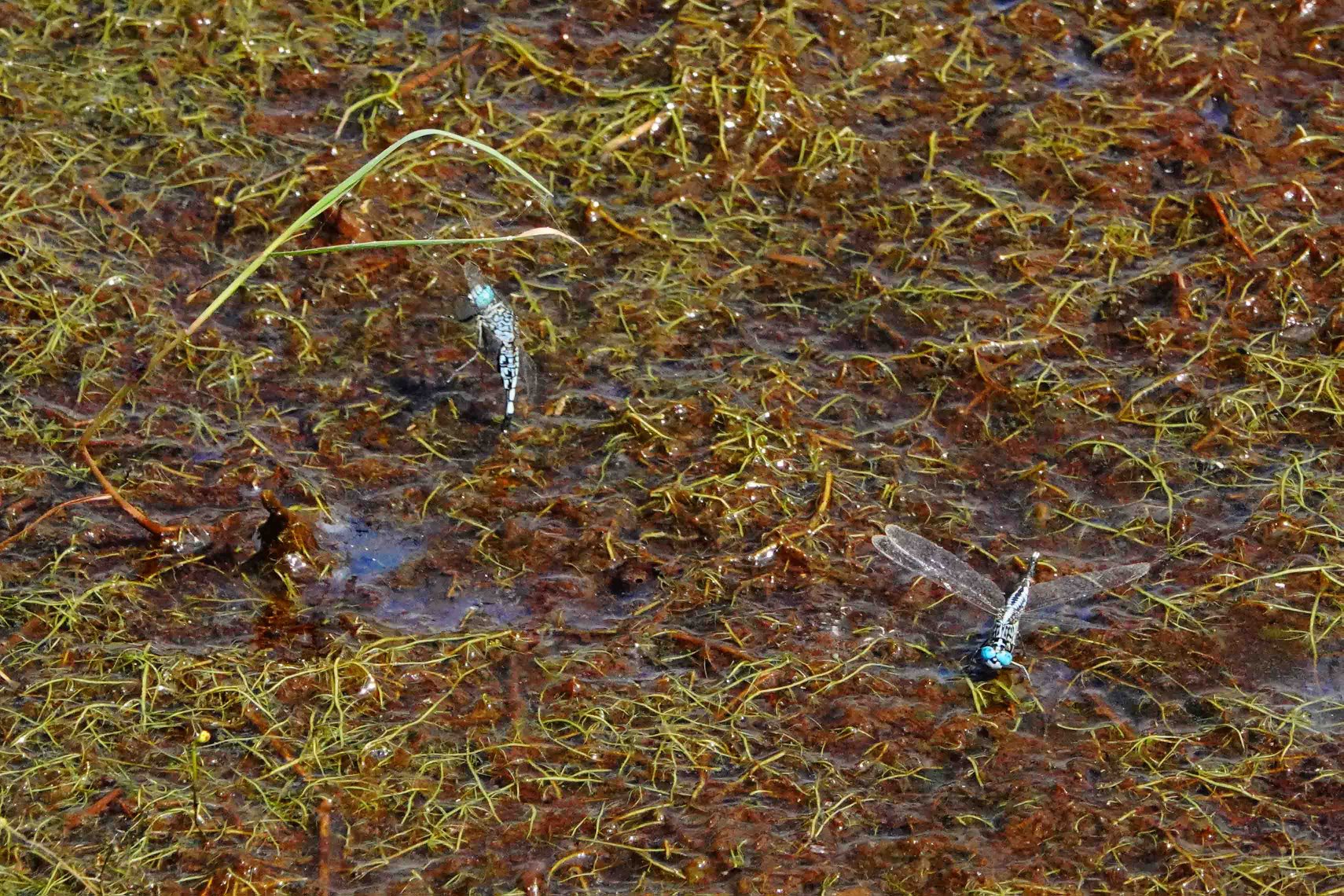 蜻蜓点水雁过留声,蜻蜓点水的收获