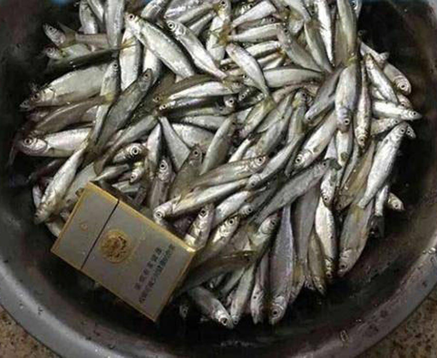 白条闹窝最佳解决方法,白条闹窝怎么解决