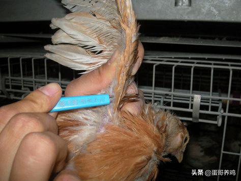 鸡痘的最好预防方法,鸡痘怎么预防最好方法