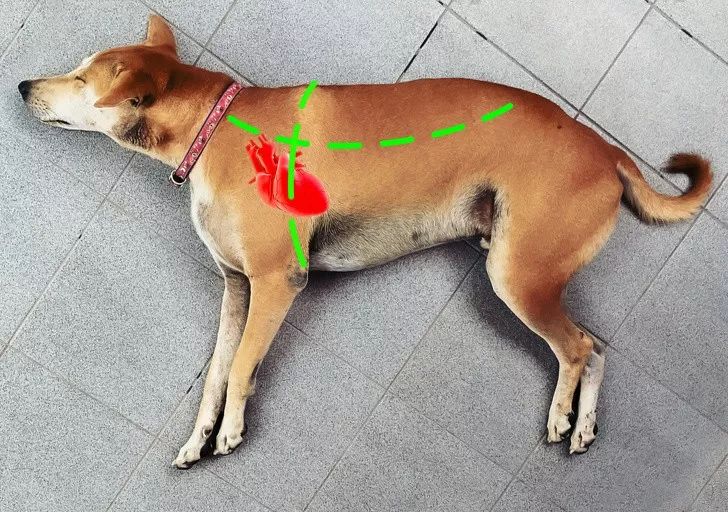 狗狗吐了突然倒地,狗狗突然倒地四肢伸直尿失禁