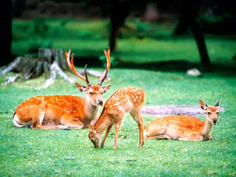 盘点那些年我看过的日本美景,日本美景8k超高清