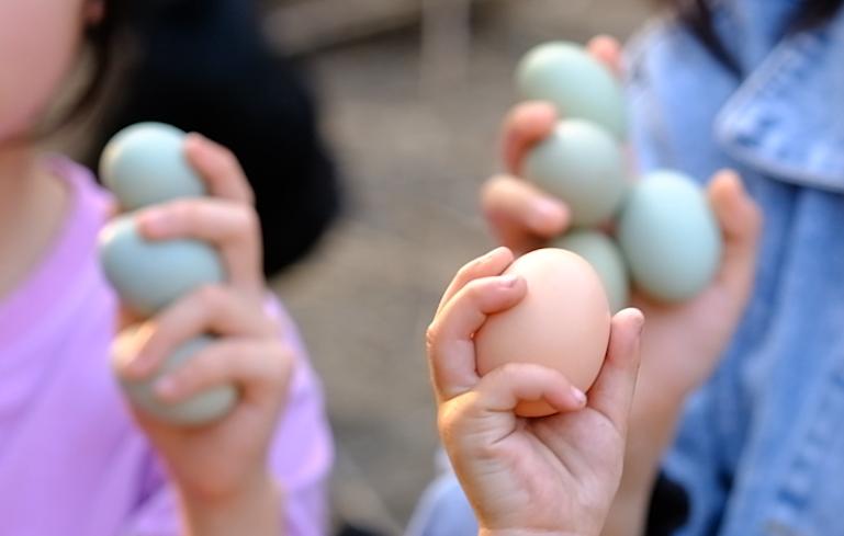 卖完公鸡留母鸡生蛋，不按斤按盒卖70-100块，居然收入千万