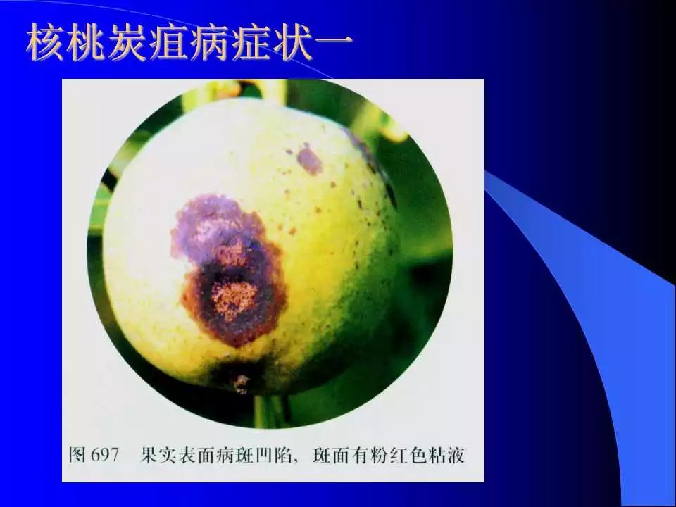 如何识别植物炭疽病和叶斑病,植物炭疽病的介绍