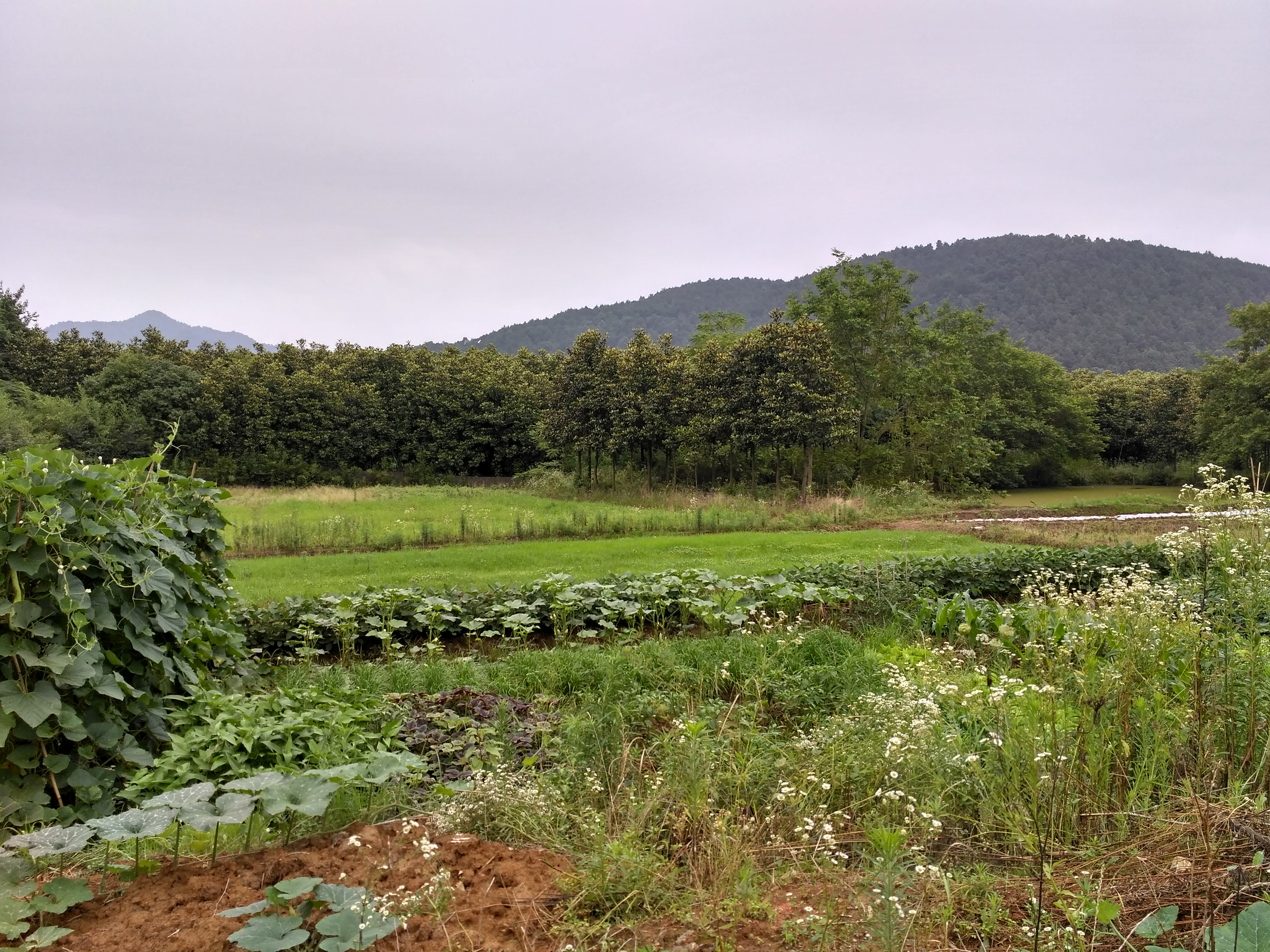 齐春生态园大概花多少钱,贵池齐春生态园