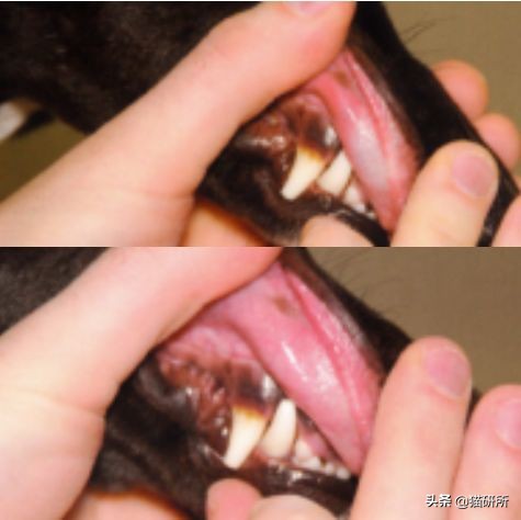 每天15分钟,医生手把手教你做17项猫咪全身检查