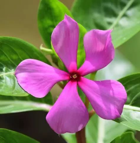 你家喜欢养的这种花居然有毒?不要放室内,更不要让小孩接触