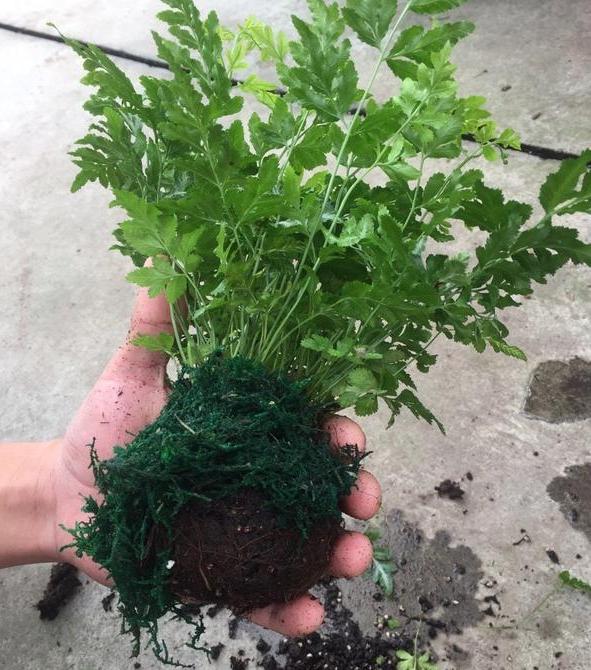 怎么养青苔盆景,苔玉盆景