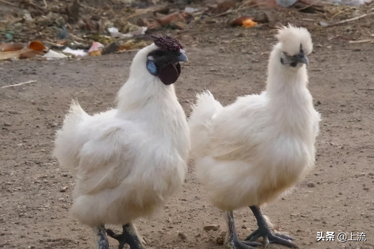 这个辣鸡，才是浙江人心里yyds
