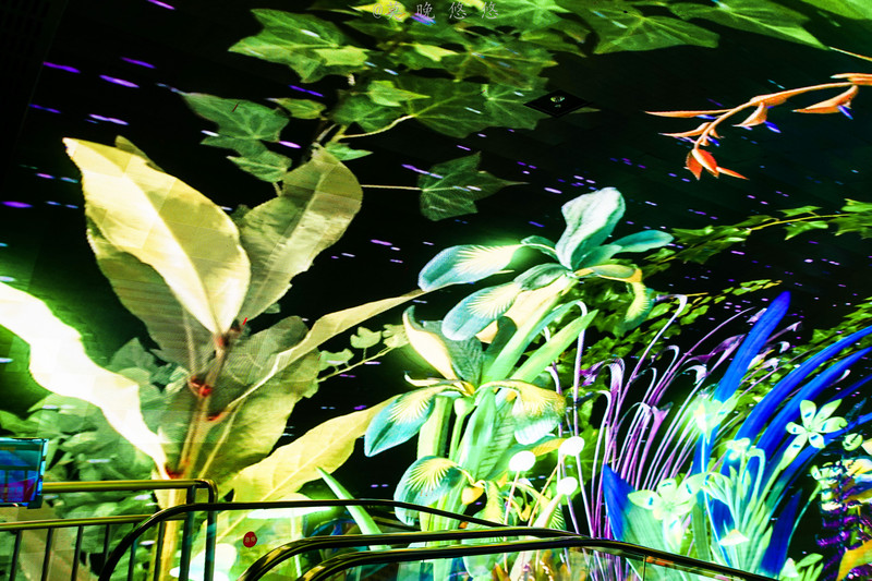 海洋极地海洋世界攻略,正佳极地海洋世界白鲸海象