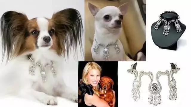 宠物戴的珠宝，来看看你能买得起几件？