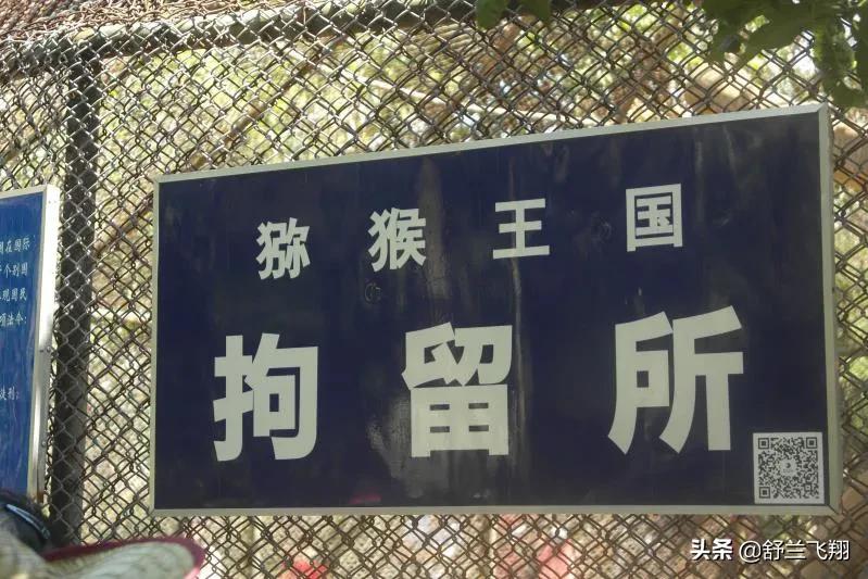 海南南湾猴岛上的猴子,海南著名的南湾猴岛在哪里