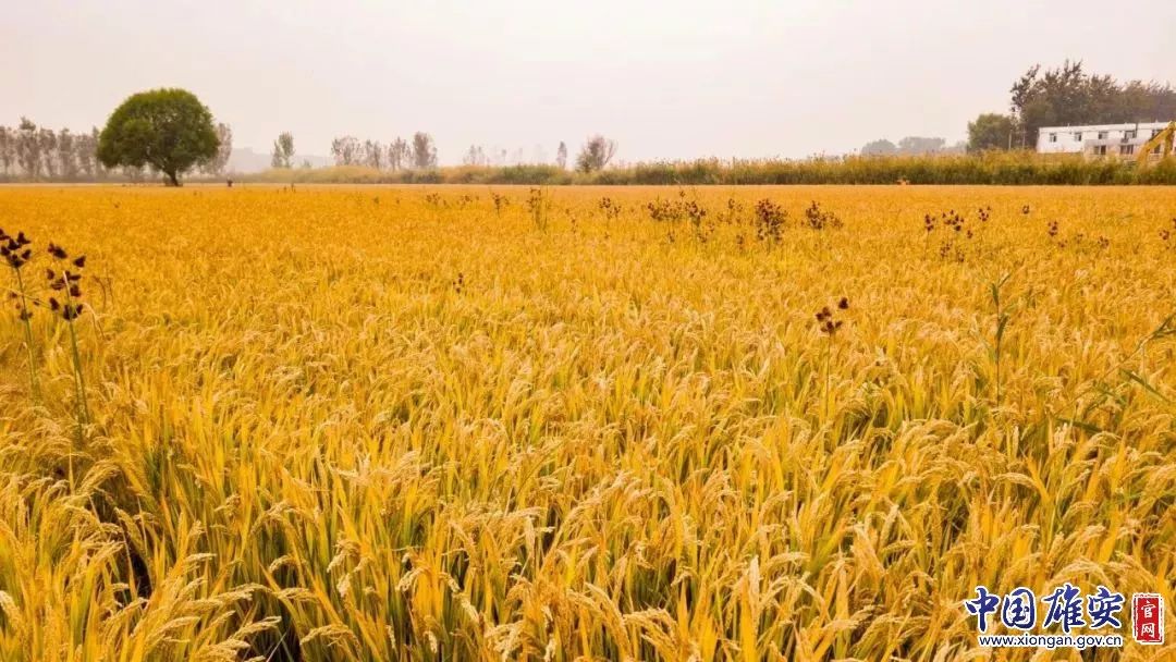 雄安风景好的地方,雄安新区必去十大景点