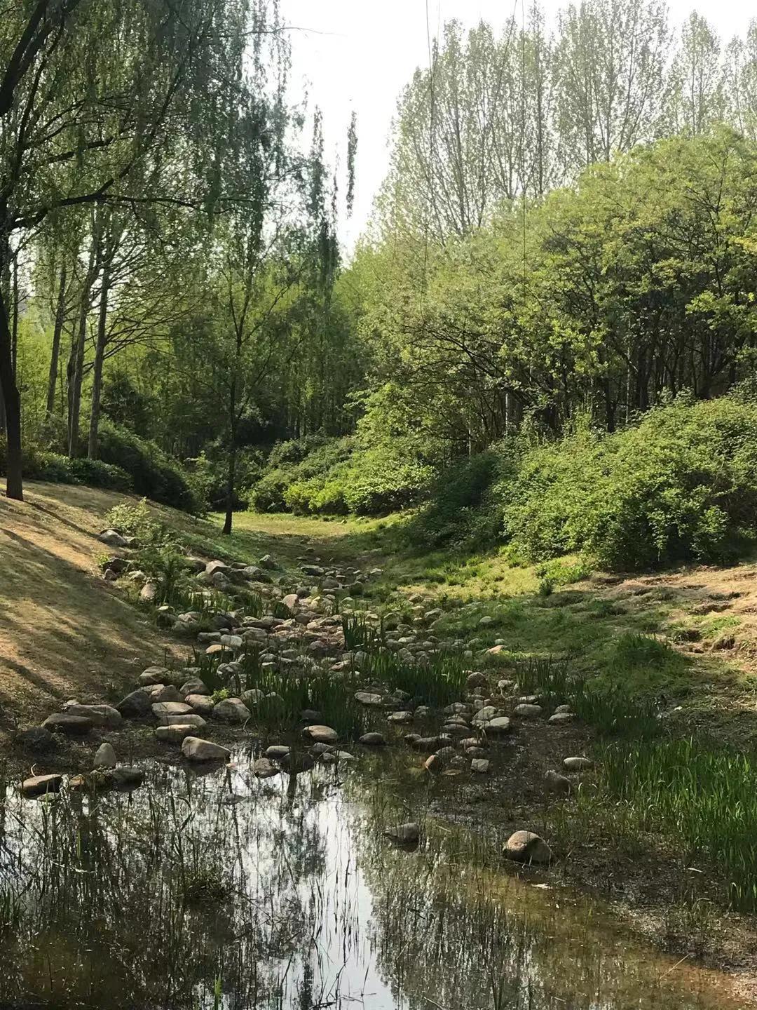 雪中飞舞的青鸟,雪中的青鸟